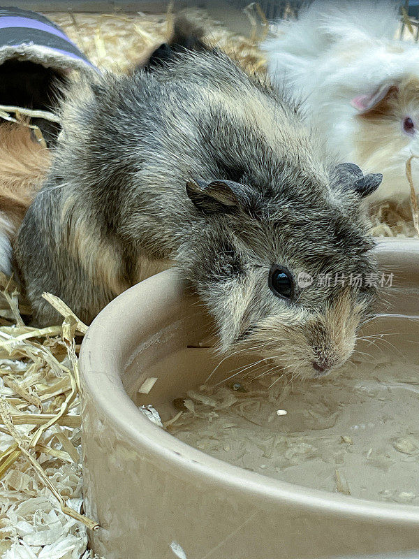 豚鼠(Cavia porcellus)俯身在水碗边喝水的特写图像，笼子里有混合的洞穴，短毛和长毛的多色小洞穴，室内围栏布满木屑和稻草，重点放在前景上